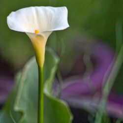 Lemurian Cleanse, Activation and Visioning Tapes